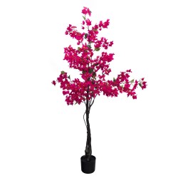 Bougainvillier Sanderiana...