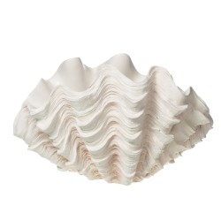 Coupe Coquillage Benitier XXL