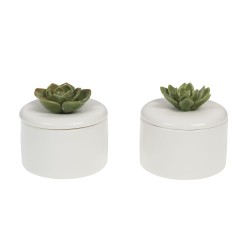 Boîte plante grasse