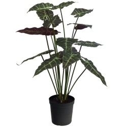 Alocasia Longiloba  98 cm