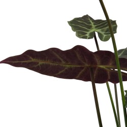 Alocasia Longiloba  98 cm