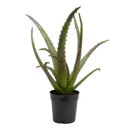 Cactus Aloe Vera Verox H48...