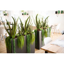 Cactus Aloe Vera Verox H48 cm POT D13 H12