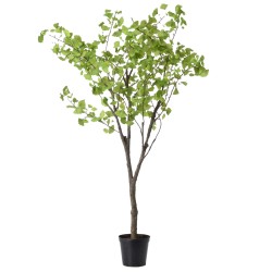 Ginko royal 235 cm POT H22 D25