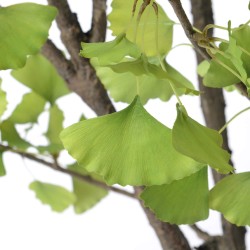 Ginko royal 235 cm POT H22 D25