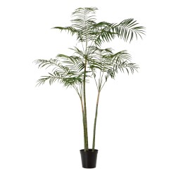 Palmier royal 215 cm POT...