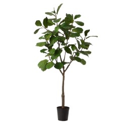 Ficus Lyrata 200 cm POT H22D25