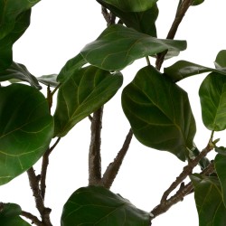 Ficus Lyrata 200 cm POT H22D25