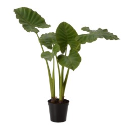 Alocasia royal Hauteur 130...