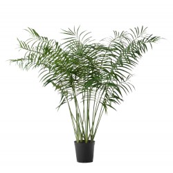 Palmier Areca 200 cm POT...