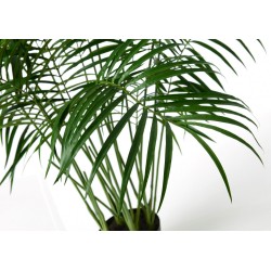 Palmier Areca 200 cm POT H22D25