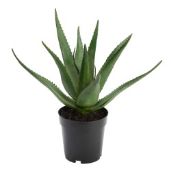 Aloe Vera Verox H38 cm POT...