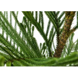 arancaria cookll pot hauteur: 152  POT H20D21