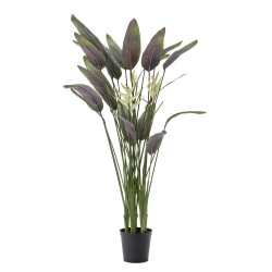 Heliconia pot 180 cm POT...