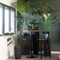 Heliconia pot 180 cm POT H22D25