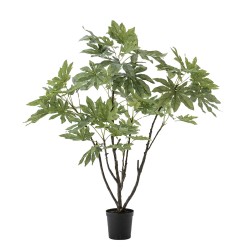 Fat Sia Japonica en pot 150...