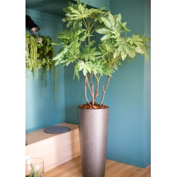 Fat Sia Japonica en pot 150 cm POT H19D20