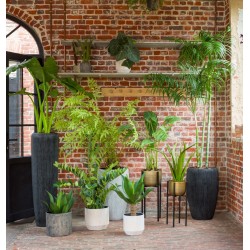 Alocasia Zebrina 94 cm POT...