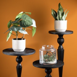 Anthurium Clarinervium 61...