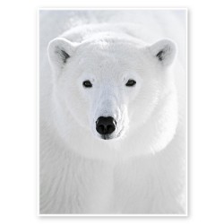 Toile ours polaire blanc 60x80 cm