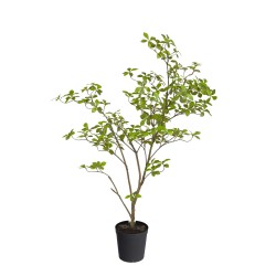 Gardenia Jasmin 120 cm