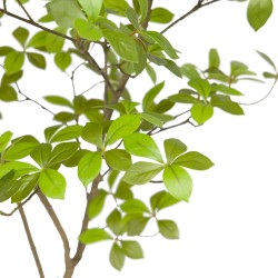 Gardenia Jasmin 120 cm