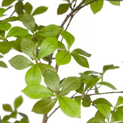 Gardenia Jasmin  feuille 155 cm