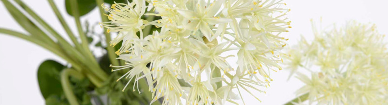 fleurs et plantes