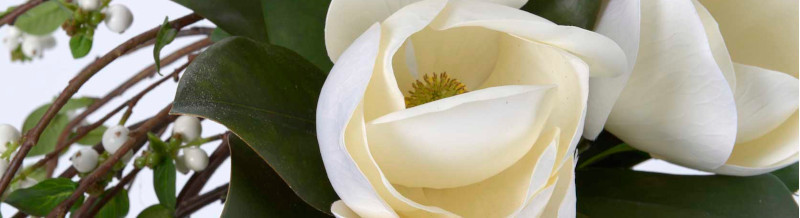 Cadomus - Fleur à l’unité – Rose, Tulipe, Orchidée