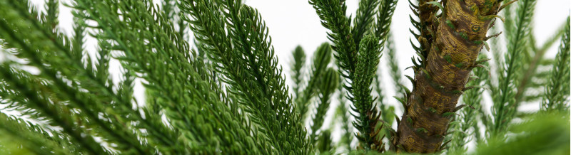 Arbres Artificiels | Plantes Décoratives Sans Entretien | Cadomus