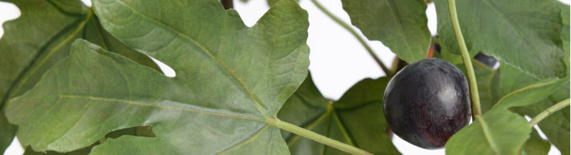 Cadomus - Plantes et Arbustes pour Jardin et Balcon